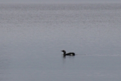 Kuikka (Gavia arctica) meloo.
